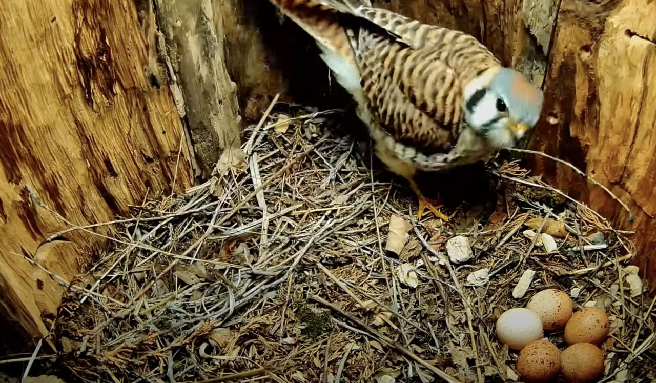 tap to watch the female kestrel reveal 5 eggs.